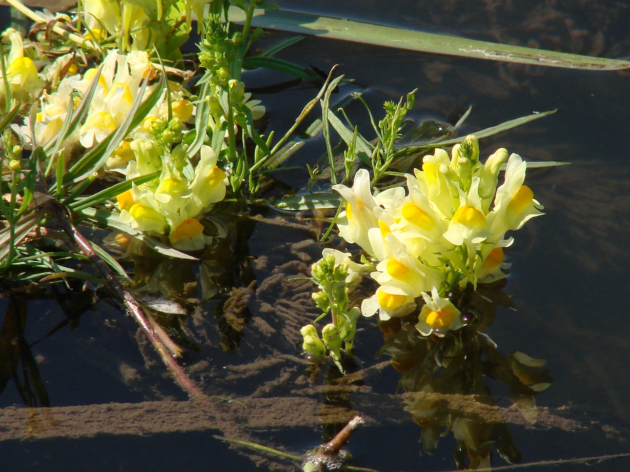 Image of Linaria vulgaris specimen.