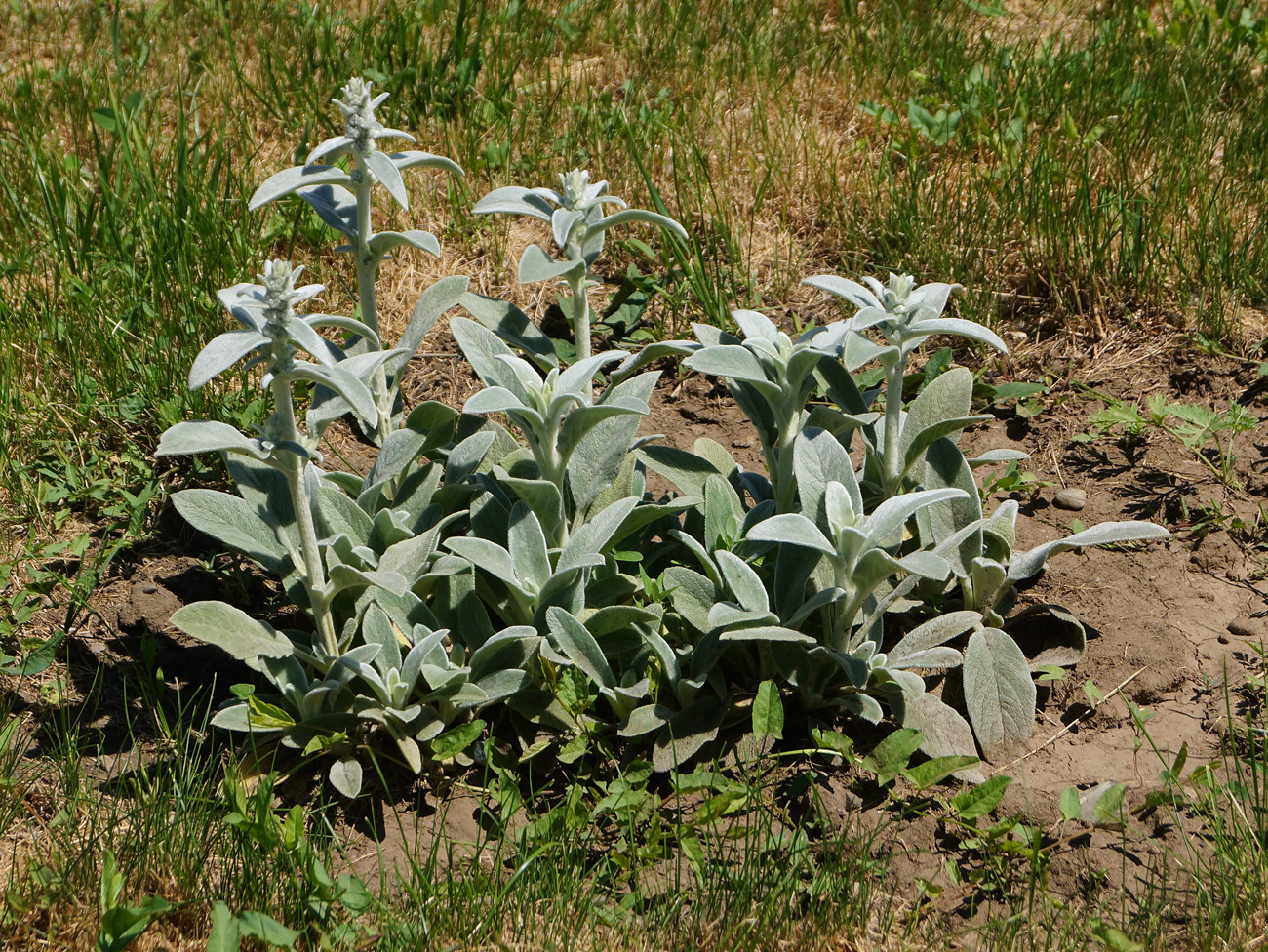 Изображение особи Stachys byzantina.