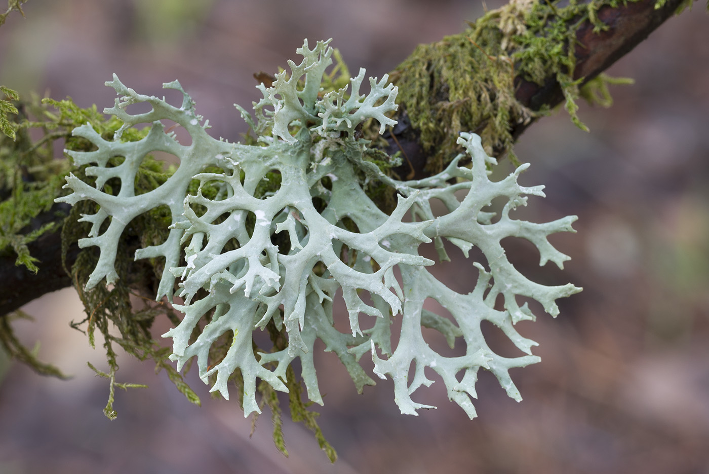 Изображение особи Evernia prunastri.