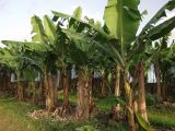 Musa acuminata