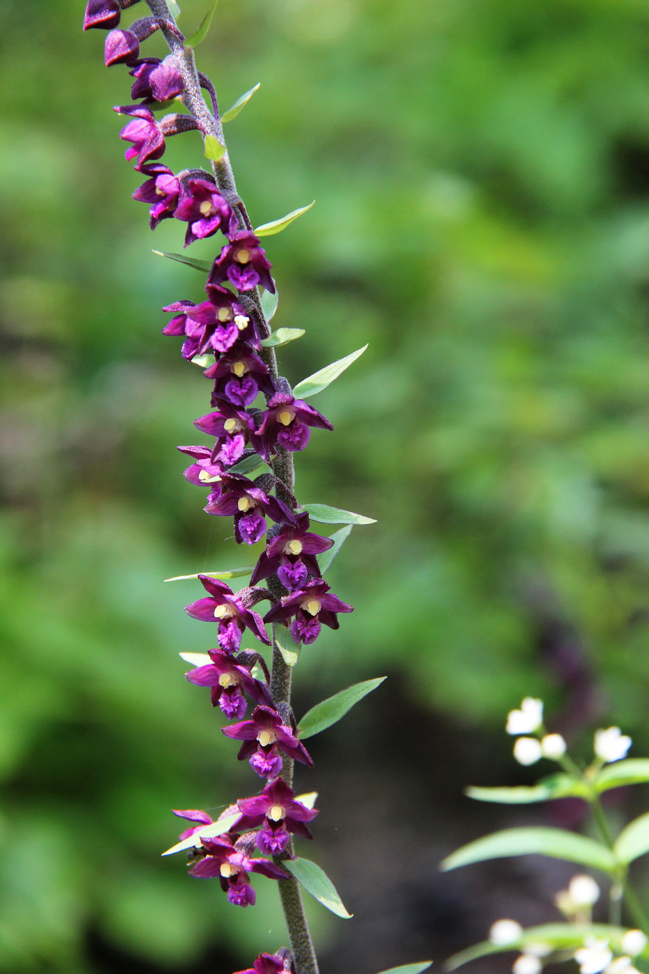 Image of Epipactis atrorubens specimen.