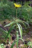 Hieracium umbellatum