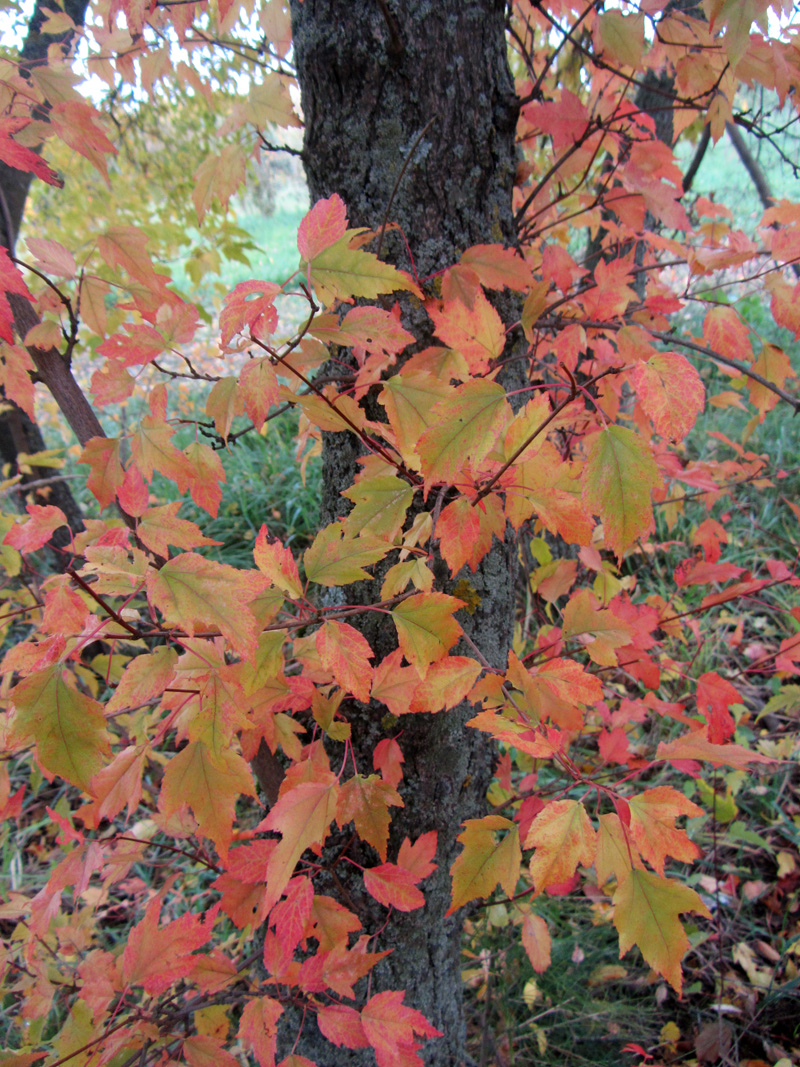 Image of Acer ginnala specimen.