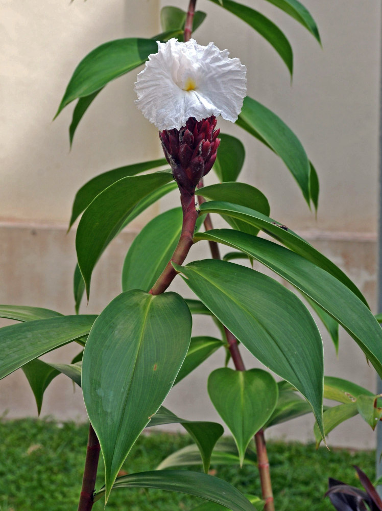 Image of Hellenia speciosa specimen.