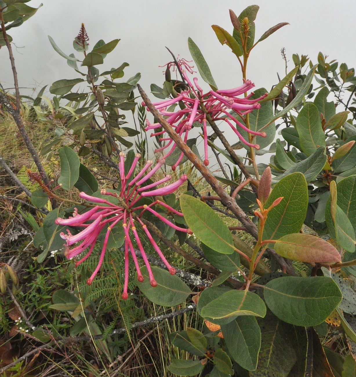 Image of Oreocallis grandiflora specimen.