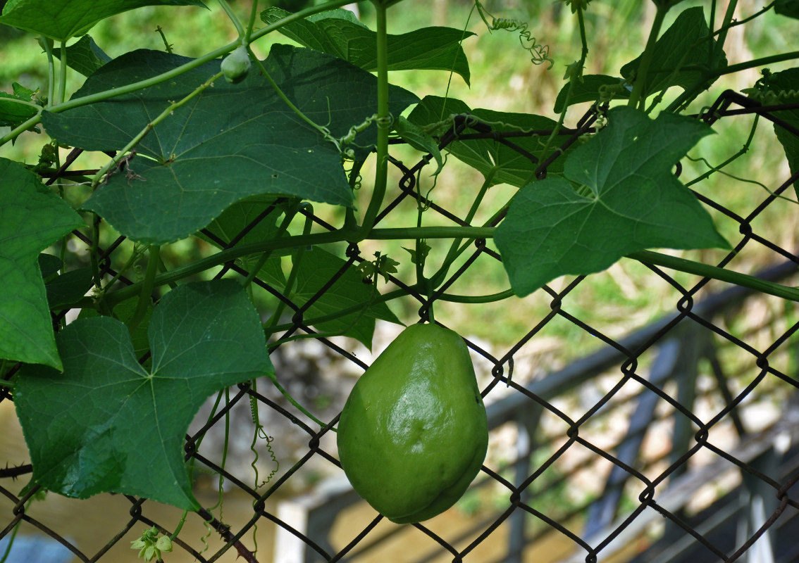 Изображение особи Sechium edule.