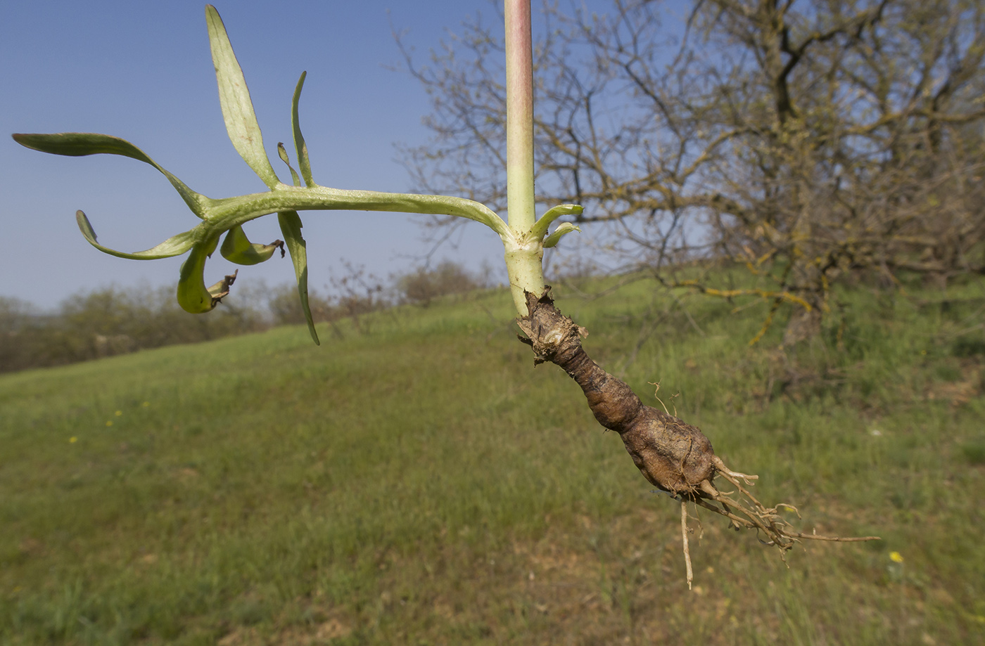 Image of Valeriana tuberosa specimen.