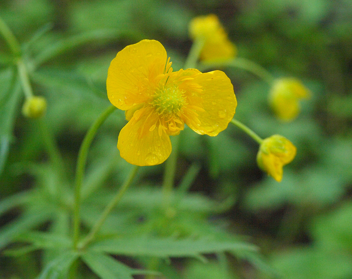 Изображение особи Ranunculus cassubicus.