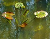 Nuphar lutea. Листья на поверхности воды. Чувашия, окр. г. Шумерля, оз. Глуховское. 8 мая 2008 г.