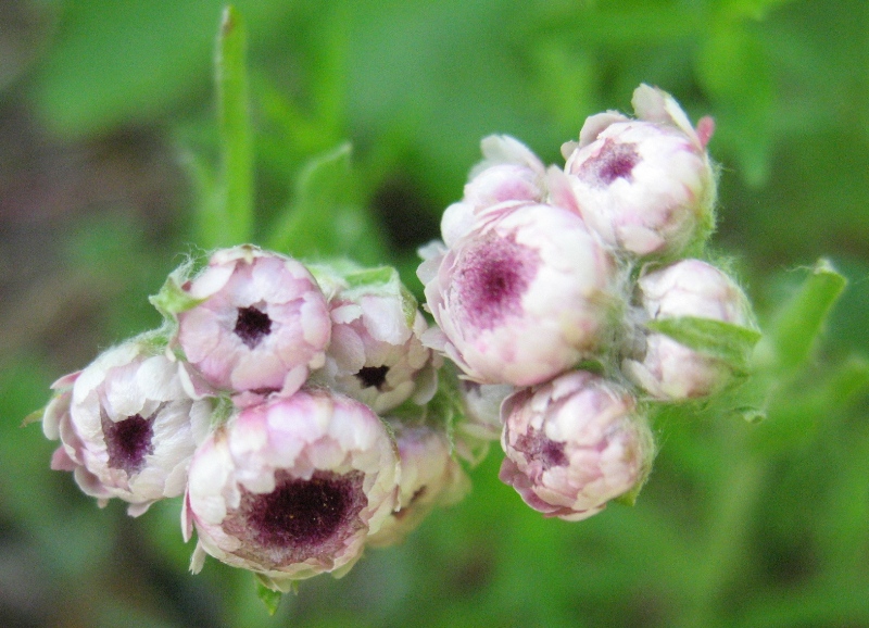 Изображение особи Antennaria dioica.