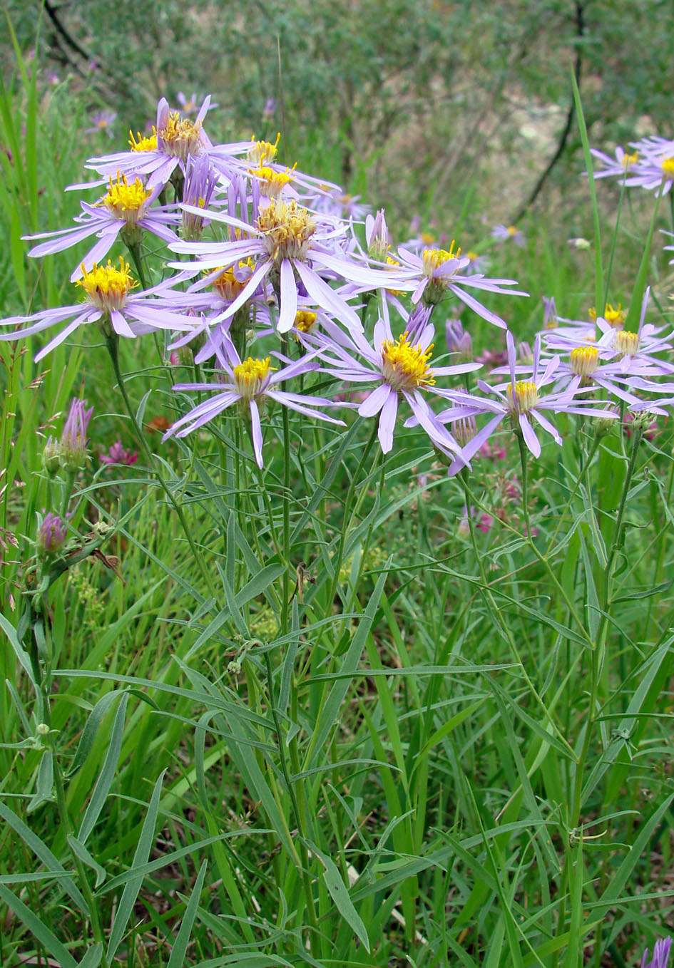 Image of Galatella dahurica specimen.