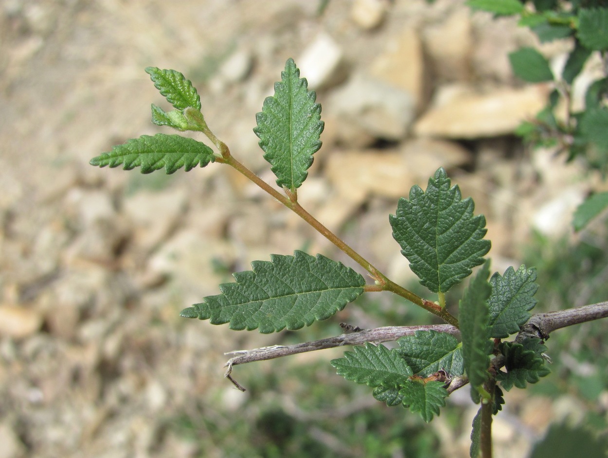 Изображение особи Ulmus pumila.