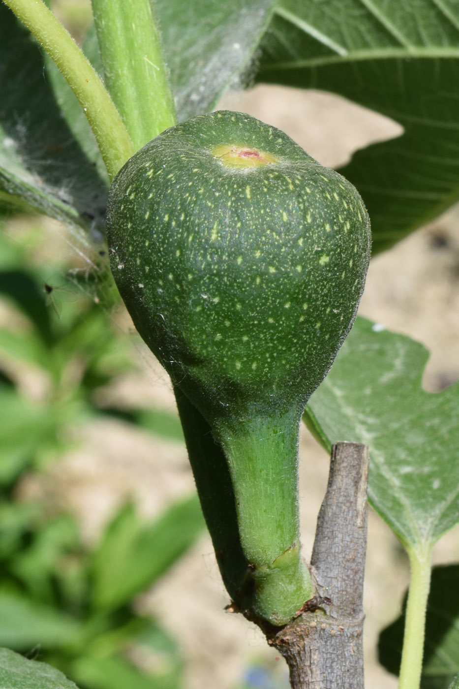 Image of Ficus carica specimen.