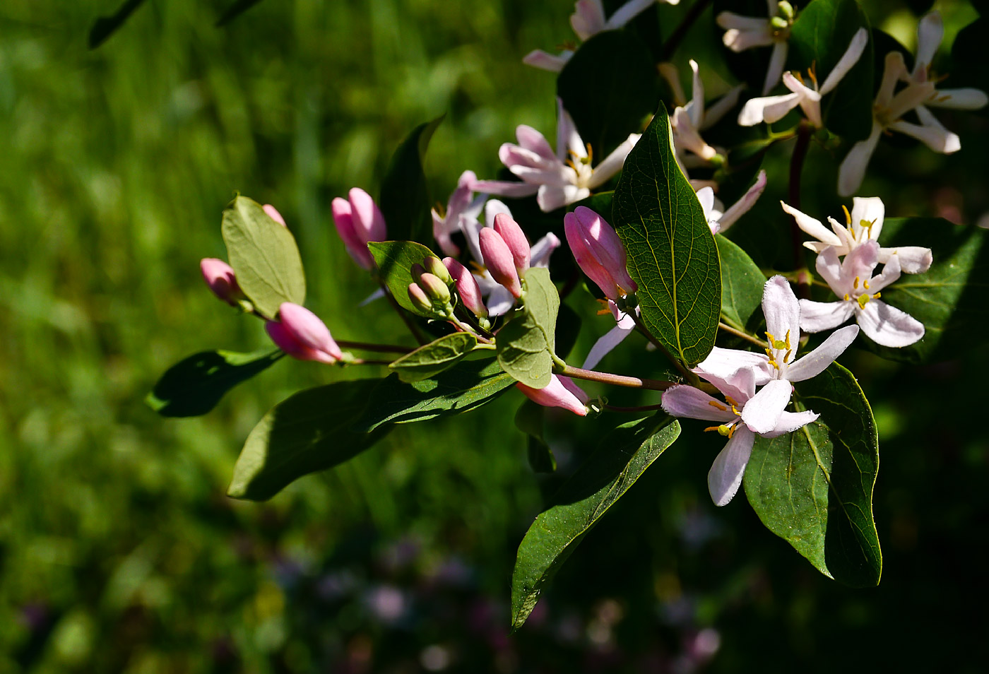 Изображение особи Lonicera tatarica.