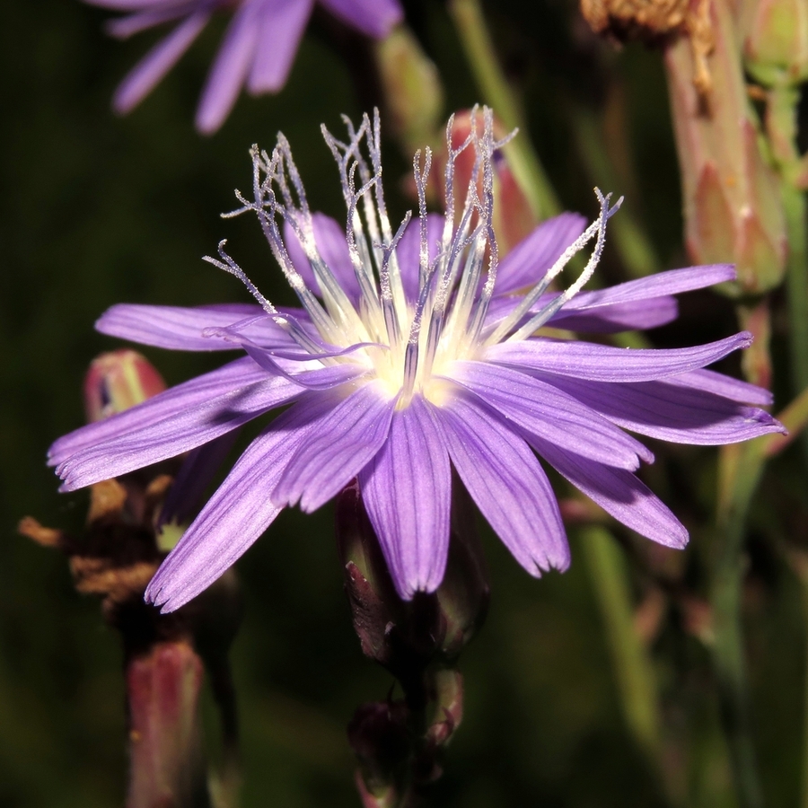 Image of Lactuca tatarica specimen.