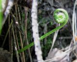 Polypodium vulgare. Свёрнутая вайя (лист). Украина, Киевская обл., Вышгородский р-н, севернее с. Лебедевка, отвал на левом берегу дренажного канала. 23 мая 2010 г.