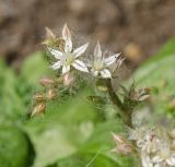 Sedum pallidum ssp. bithynicum