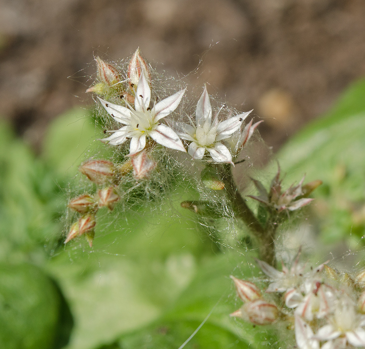 Image of Sedum pallidum ssp. bithynicum specimen.