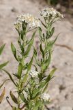 Achillea cartilaginea. Верхушки побегов с соцветиями. Псковская обл., Псковский р-н, окр. погоста Выбуты, берег р. Великая, нижняя часть пологого известнякового склона. 26.06.2018.