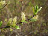 Salix hastata. Часть ветви с мужскими соцветиями и сидящим муравьем. Магаданская обл., г. Магадан, окр. мкр-н Солнечный, горнолыжный комплекс \"Снегорка\", ивняк вдоль ручья. 06.06.2013.