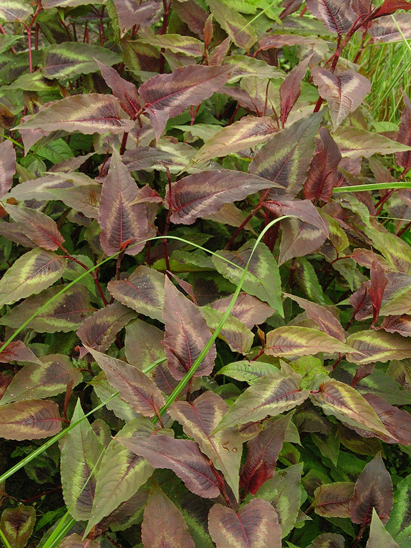 Image of Persicaria microcephala specimen.