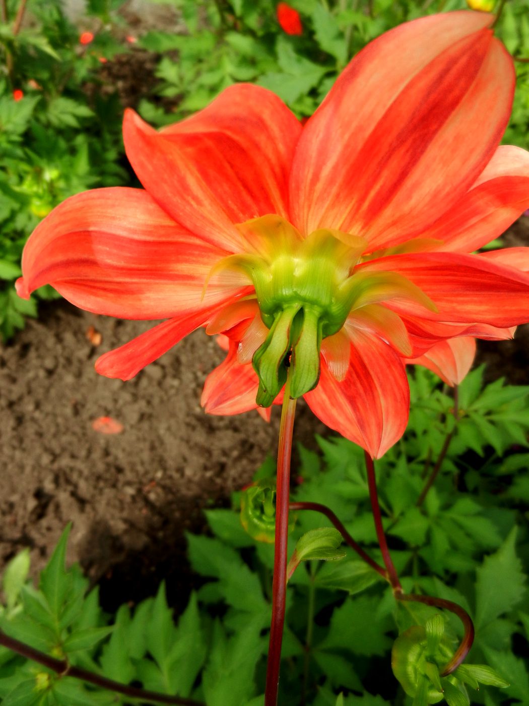 Image of Dahlia coccinea specimen.