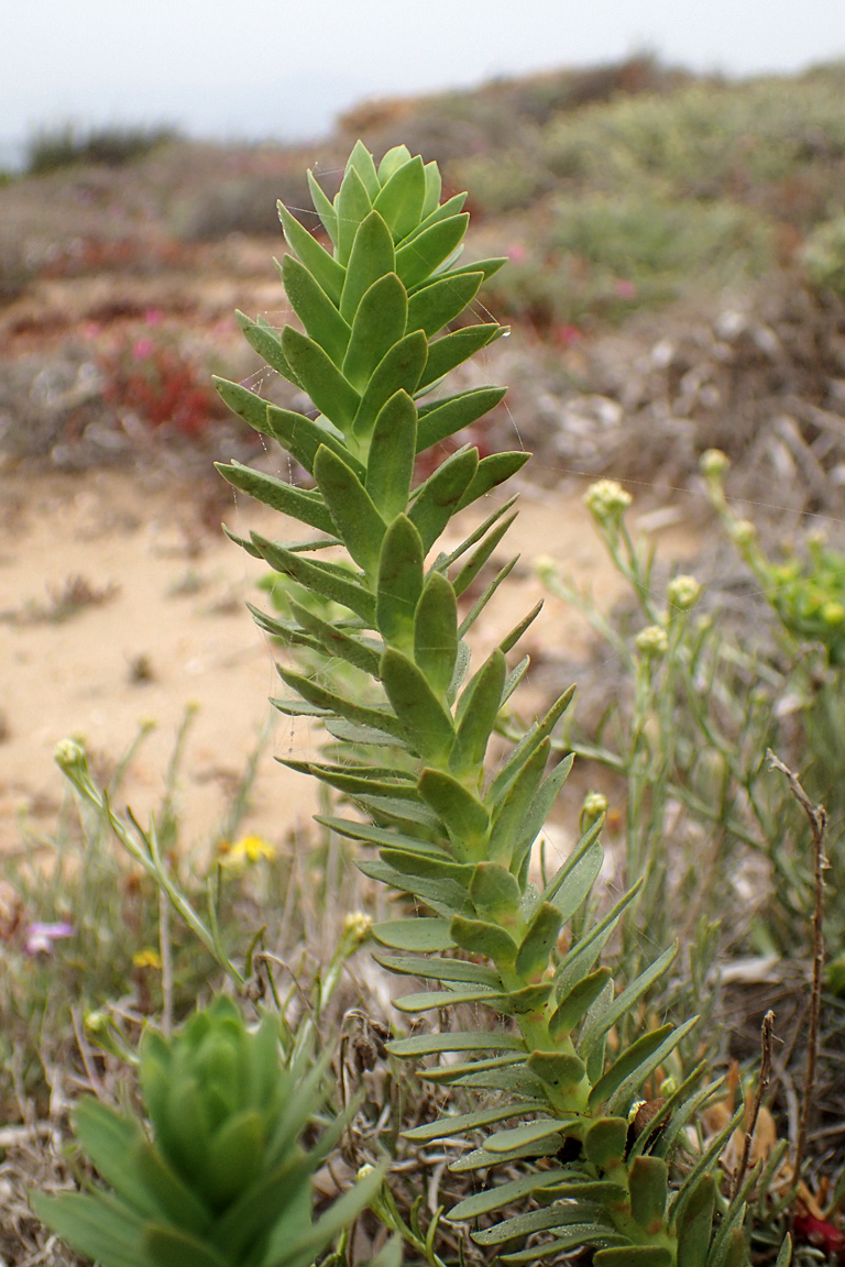 Image of Euphorbia paralias specimen.