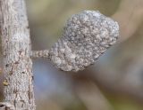 Allocasuarina inophloia. Часть ветки с соплодием. Израиль, Шарон, пос. Кфар Монаш, ботанический сад \"Хават Ганой\". 21.03.2018.