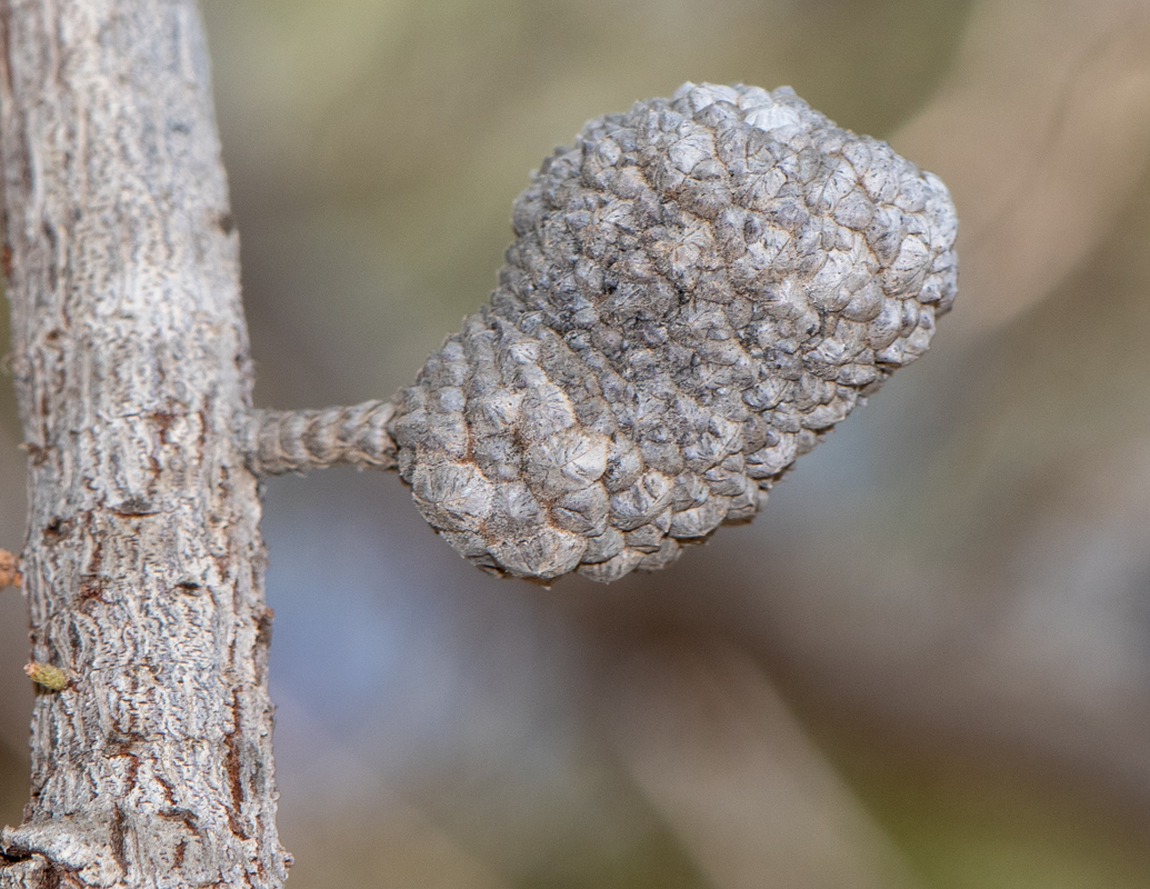 Изображение особи Allocasuarina inophloia.