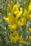 Genista taurica