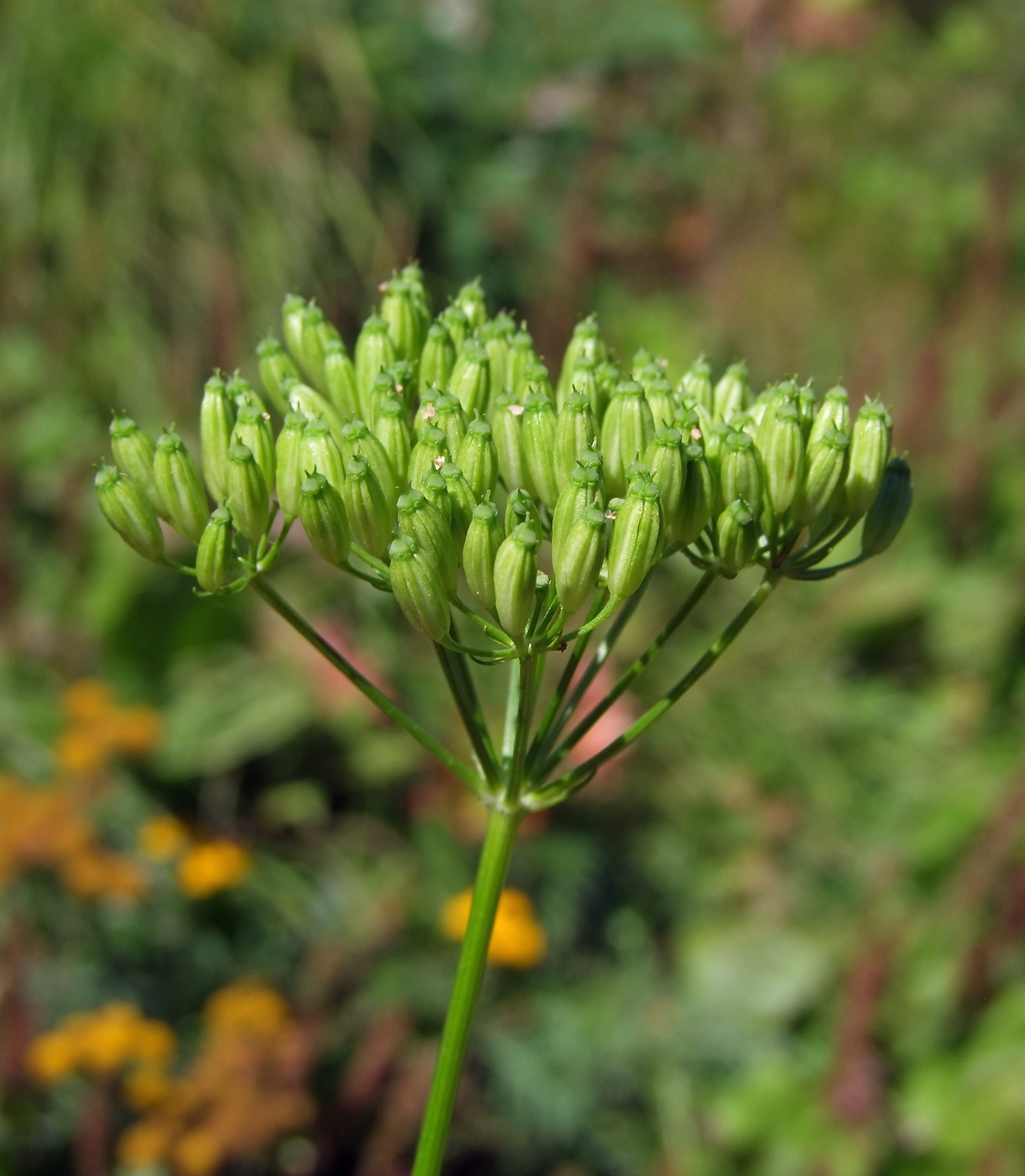 Изображение особи Ligusticum scoticum.