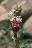 Myricaria bracteata