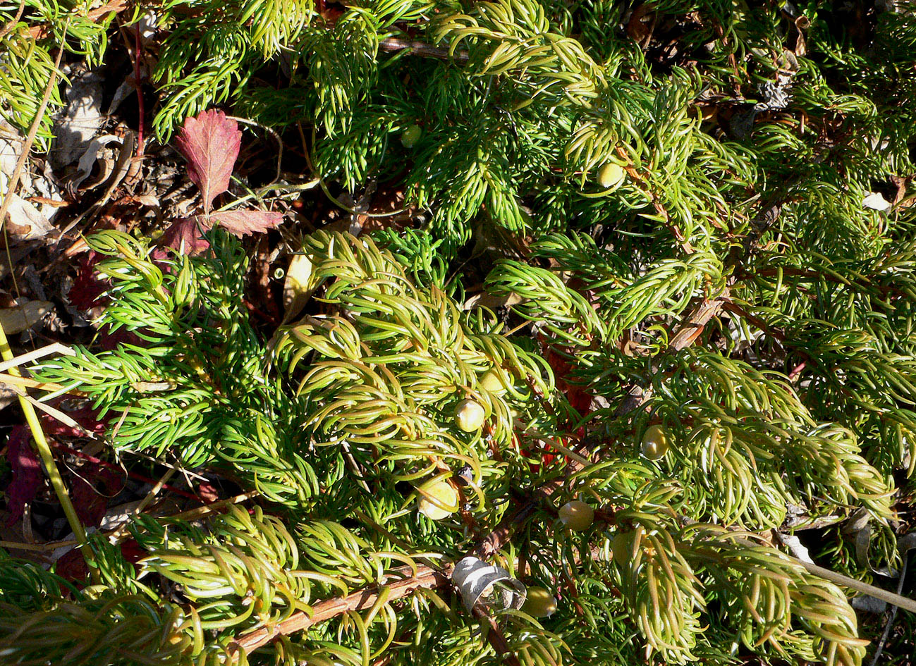 Image of Juniperus sibirica specimen.