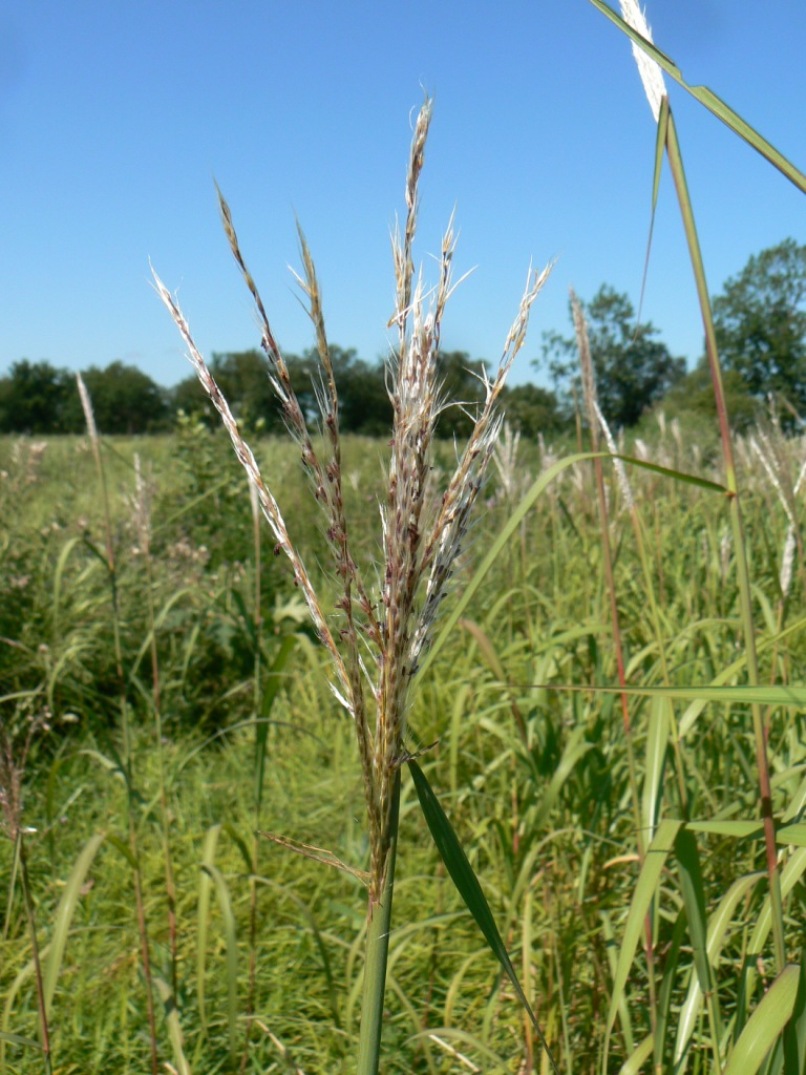 Image of Miscanthus sacchariflorus specimen.