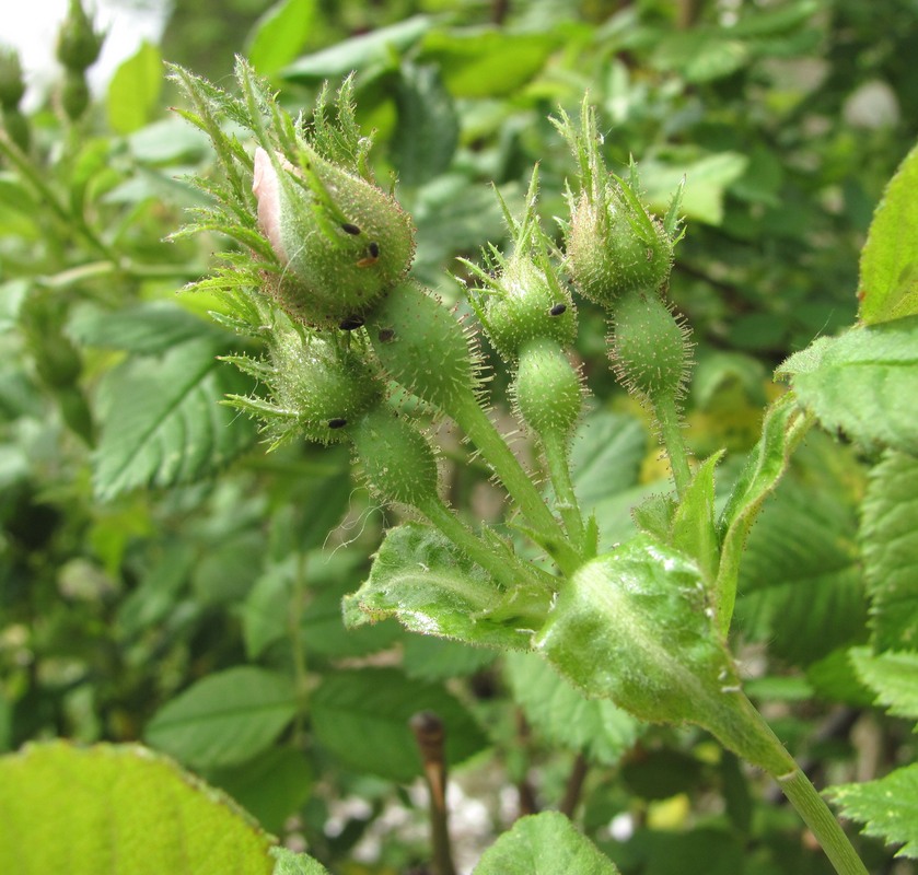 Image of Rosa balsamica specimen.