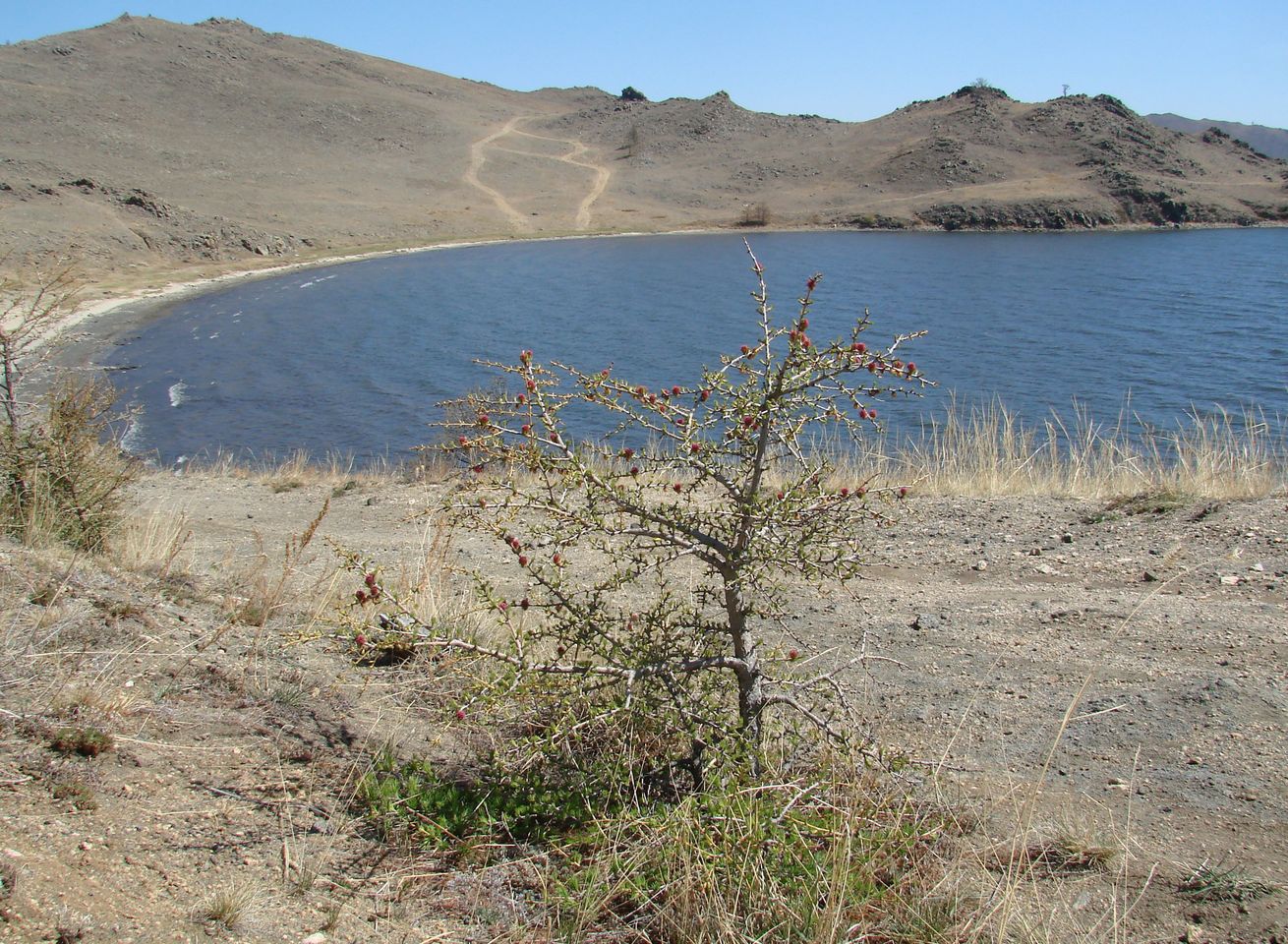 Image of Larix sibirica specimen.