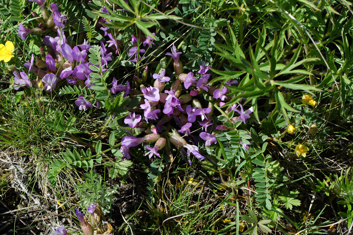 Image of Astragalus megalanthus specimen.