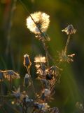 Crepis rhoeadifolia