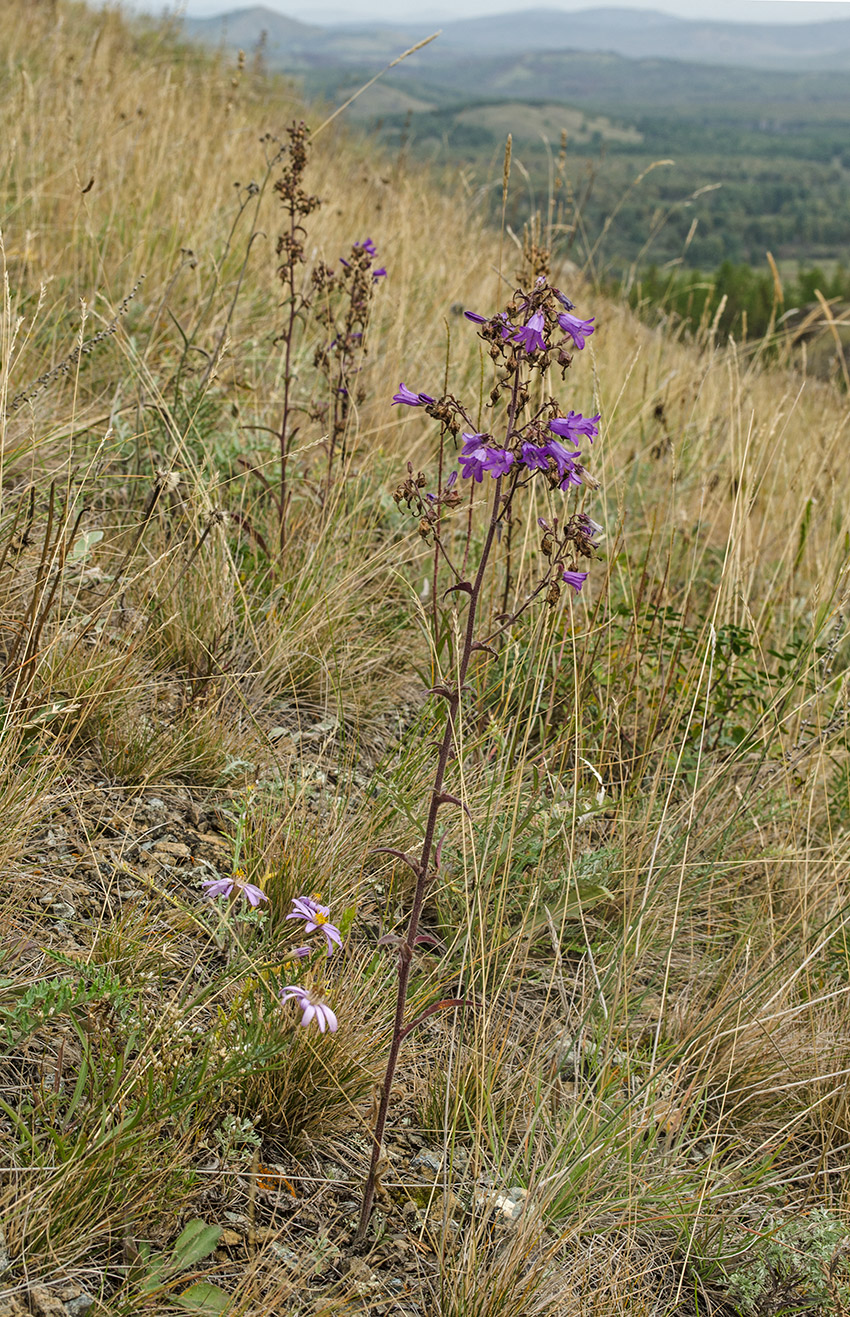 Image of Campanula sibirica specimen.