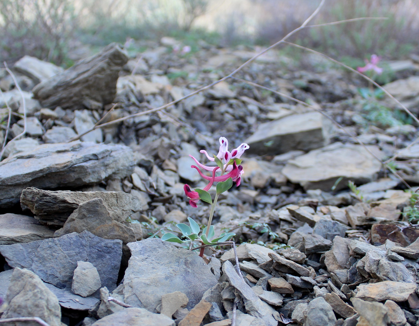 Image of Corydalis kamelinii specimen.