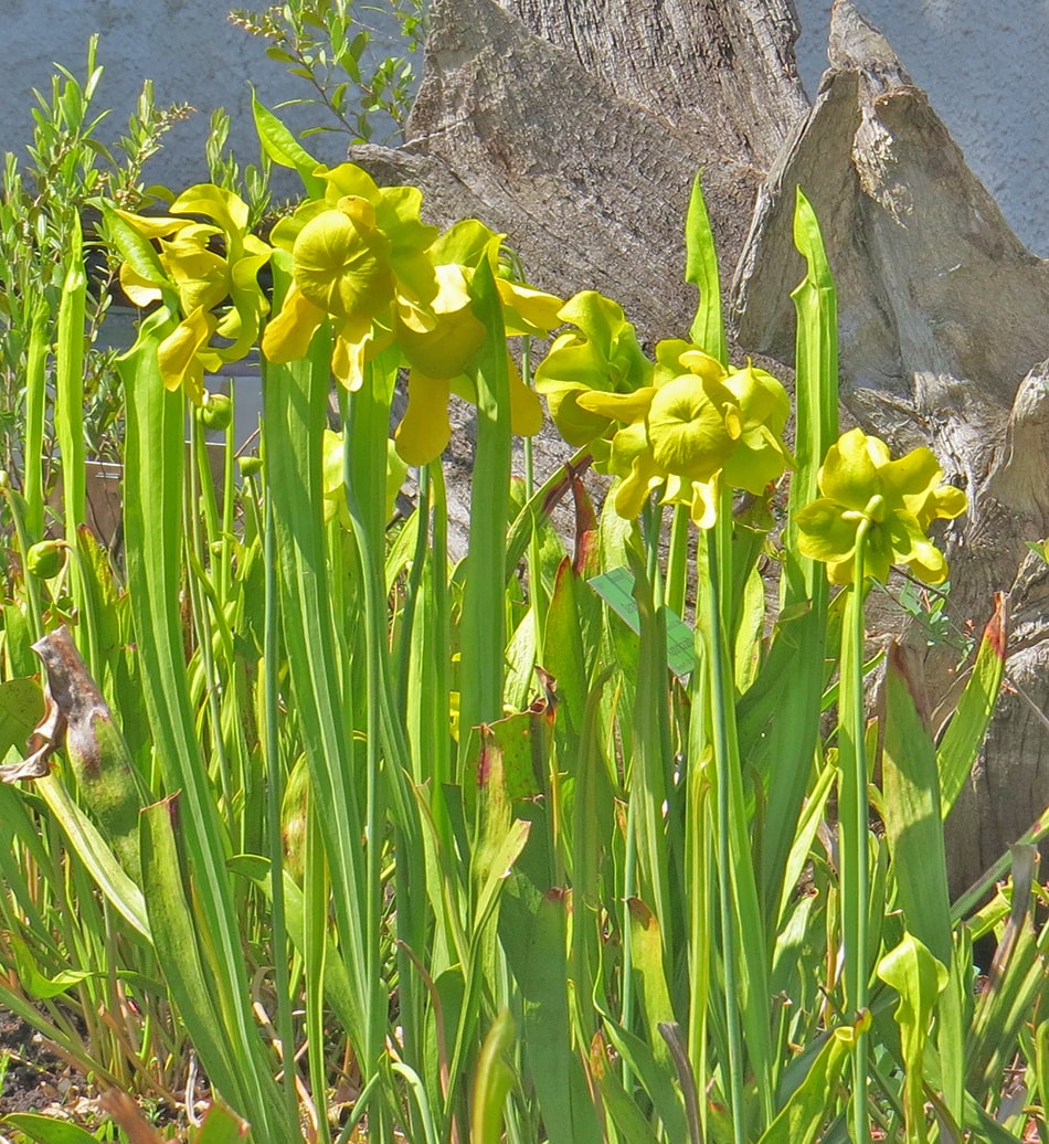 Изображение особи Sarracenia flava.