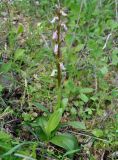 Anacamptis collina