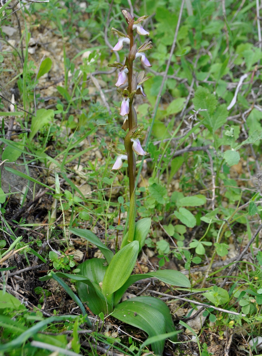 Изображение особи Anacamptis collina.