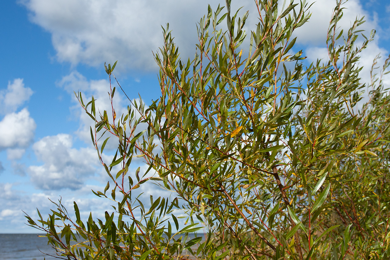 Image of Salix acutifolia specimen.