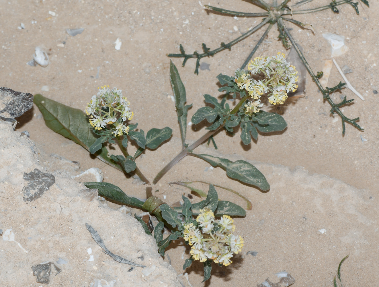 Image of Reseda urnigera specimen.