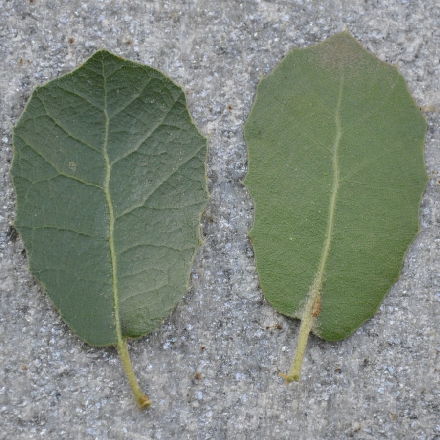 Image of Quercus coccifera specimen.