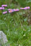 Erigeron venustus