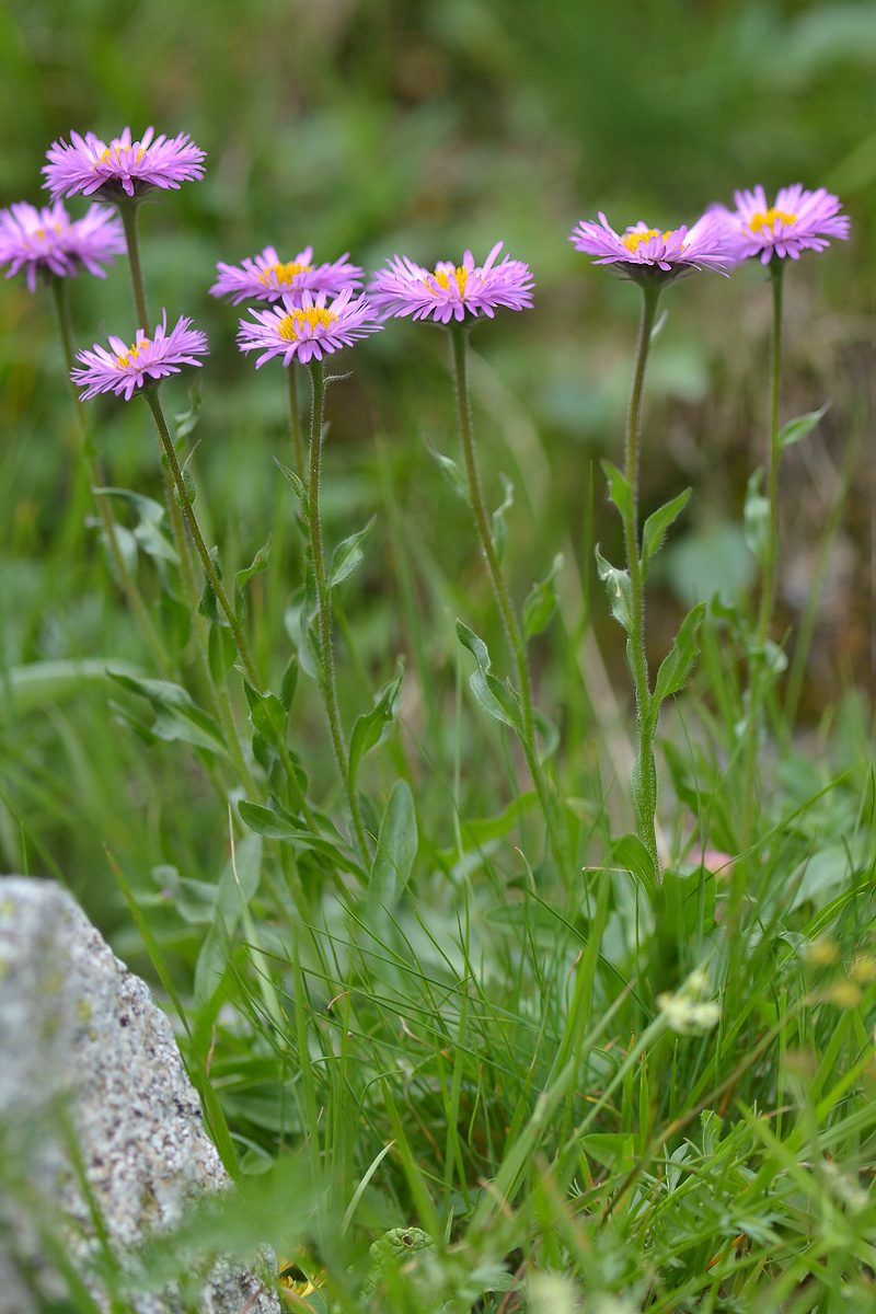 Image of Erigeron venustus specimen.