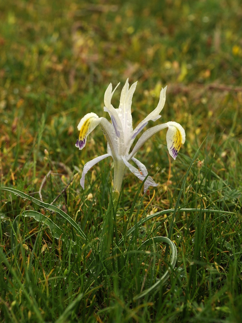 Image of Juno narbutii specimen.