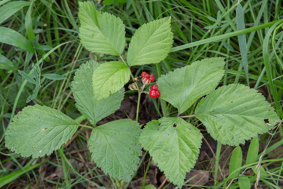 Image of Rubus saxatilis specimen.